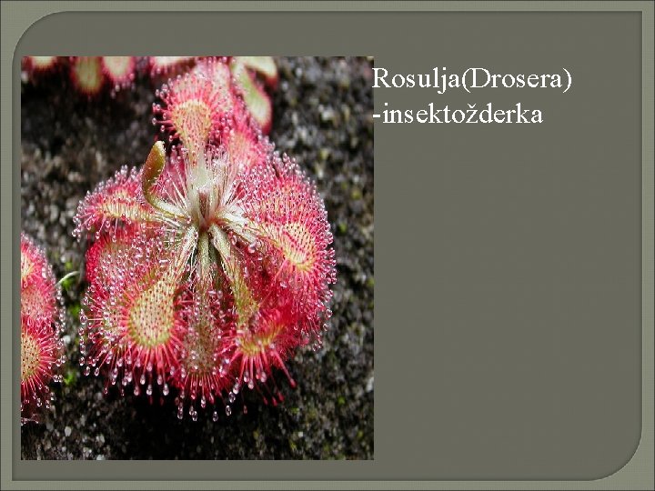 Rosulja(Drosera) -insektožderka 