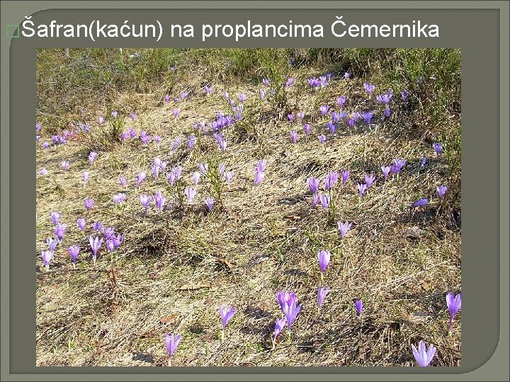 �Šafran(kaćun) na proplancima Čemernika 