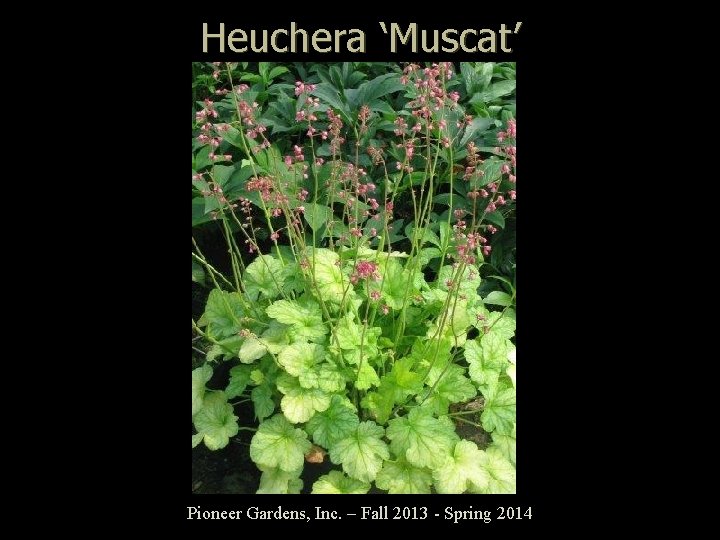 Heuchera ‘Muscat’ Pioneer Gardens, Inc. – Fall 2013 - Spring 2014 