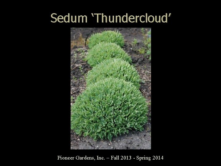 Sedum ‘Thundercloud’ Pioneer Gardens, Inc. – Fall 2013 - Spring 2014 