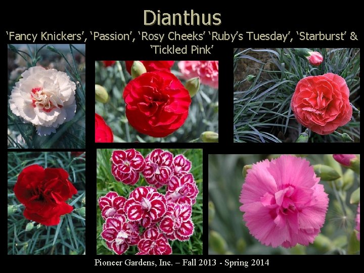 Dianthus ‘Fancy Knickers’, ‘Passion’, ‘Rosy Cheeks’ ‘Ruby’s Tuesday’, ‘Starburst’ & ‘Tickled Pink’ Pioneer Gardens,