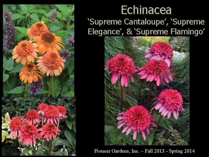 Echinacea ‘Supreme Cantaloupe’, ‘Supreme Elegance’, & ‘Supreme Flamingo’ Pioneer Gardens, Inc. – Fall 2013