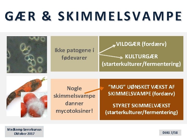 GÆR & SKIMMELSVAMPE Ikke patogene i fødevarer Nogle skimmelsvampe danner mycotoksiner! Madkamp lærerkursus Oktober