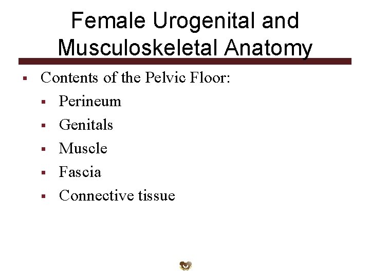 Female Urogenital and Musculoskeletal Anatomy § Contents of the Pelvic Floor: § Perineum § Female Urogenital and Musculoskeletal Anatomy § Contents of the Pelvic Floor: § Perineum §