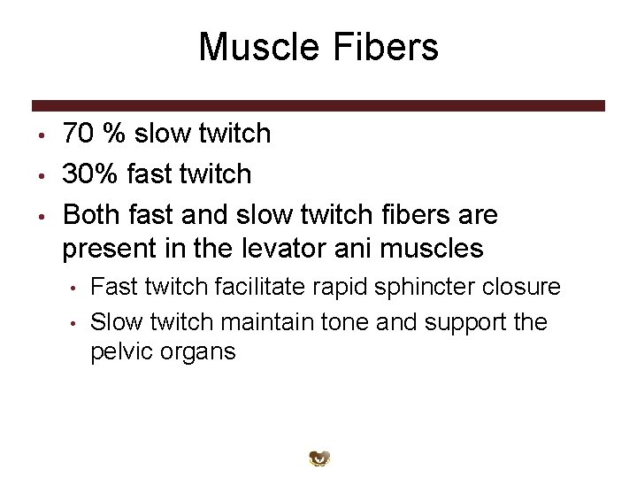 Muscle Fibers • • • 70 % slow twitch 30% fast twitch Both fast Muscle Fibers • • • 70 % slow twitch 30% fast twitch Both fast