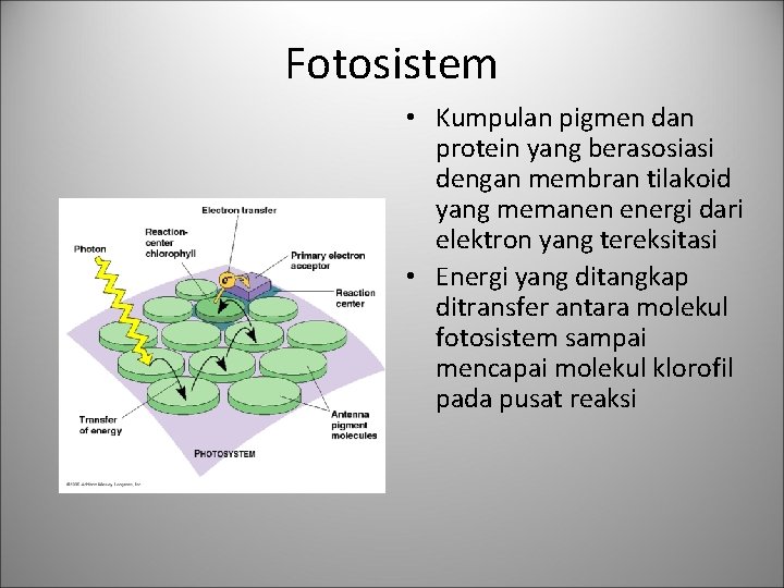 Fotosistem • Kumpulan pigmen dan protein yang berasosiasi dengan membran tilakoid yang memanen energi