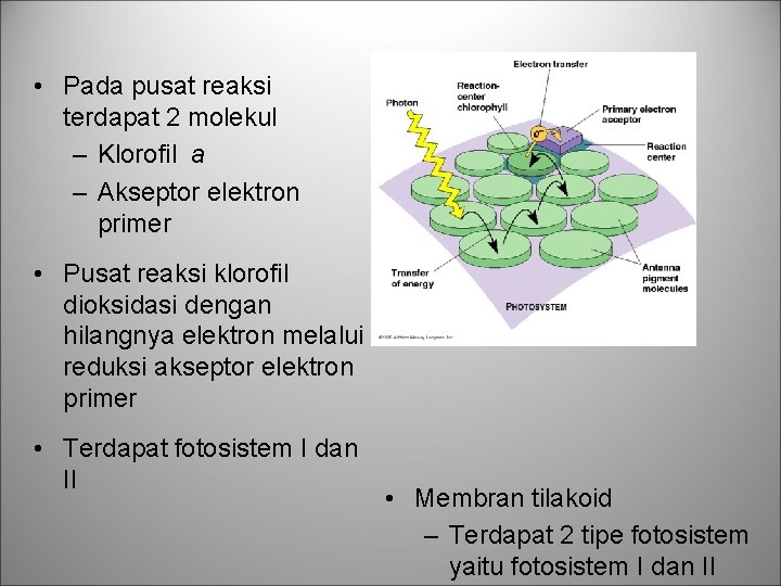  • Pada pusat reaksi terdapat 2 molekul – Klorofil a – Akseptor elektron