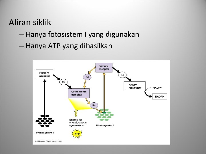 Aliran siklik – Hanya fotosistem I yang digunakan – Hanya ATP yang dihasilkan 