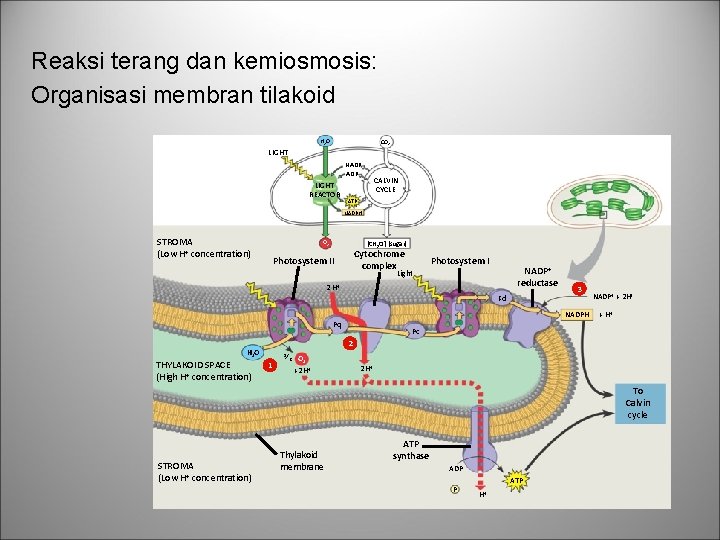 Reaksi terang dan kemiosmosis: Organisasi membran tilakoid H 2 O CO 2 LIGHT NADP+