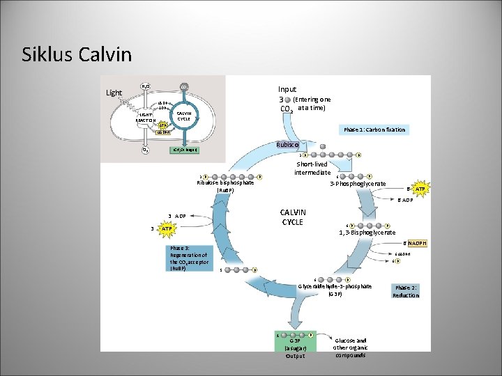 Siklus Calvin Light H 2 O Input 3 (Entering one CO 2 at a