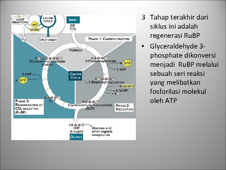 3 Tahap terakhir dari siklus ini adalah regenerasi Ru. BP • Glyceraldehyde 3 phosphate