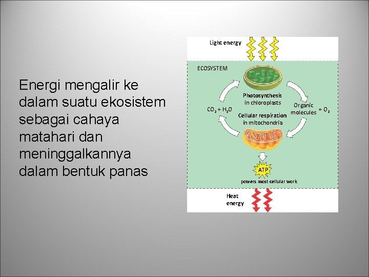 Light energy ECOSYSTEM Energi mengalir ke dalam suatu ekosistem sebagai cahaya matahari dan meninggalkannya