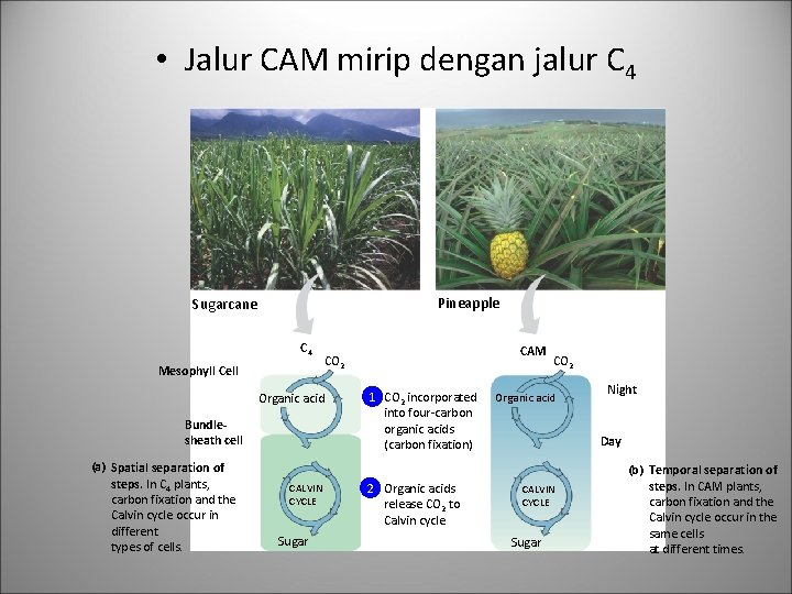  • Jalur CAM mirip dengan jalur C 4 Pineapple Sugarcane C 4 Mesophyll
