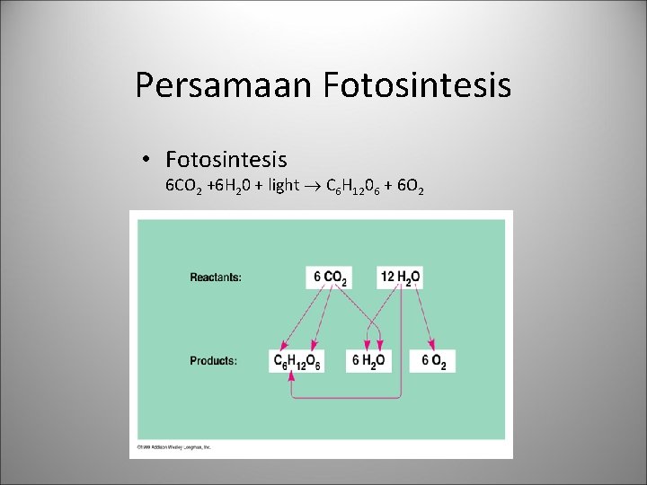 Persamaan Fotosintesis • Fotosintesis 6 CO 2 +6 H 20 + light C 6