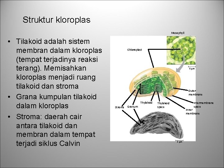 Struktur kloroplas Mesophyll • Tilakoid adalah sistem membran dalam kloroplas (tempat terjadinya reaksi terang).