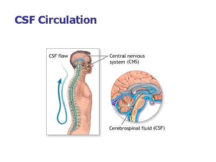 CSF Circulation CSF Circulation