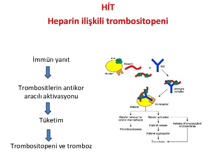 HİT Heparin ilişkili trombositopeni İmmün yanıt Trombositlerin antikor aracılı aktivasyonu Tüketim Trombositopeni ve tromboz