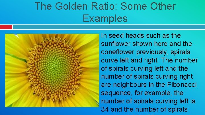 The Golden Ratio: Some Other Examples In seed heads such as the sunflower shown
