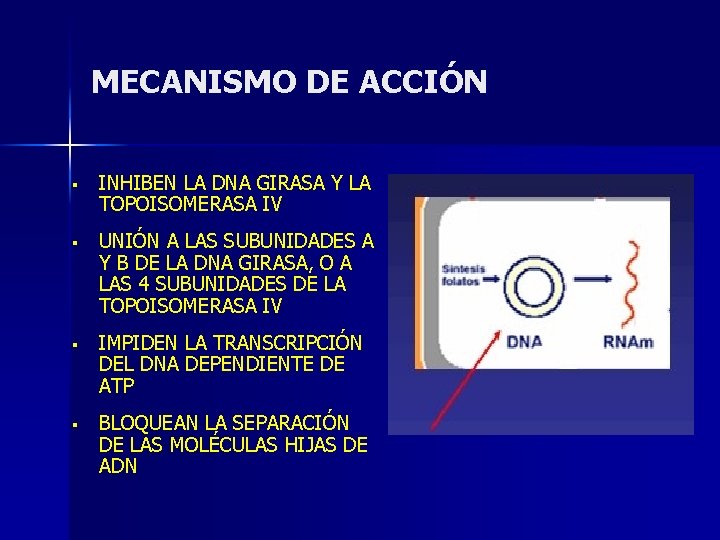 MECANISMO DE ACCIÓN § INHIBEN LA DNA GIRASA Y LA TOPOISOMERASA IV § UNIÓN