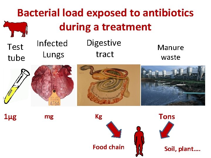 Bacterial load exposed to antibiotics during a treatment Test tube 1µg Infected Lungs mg