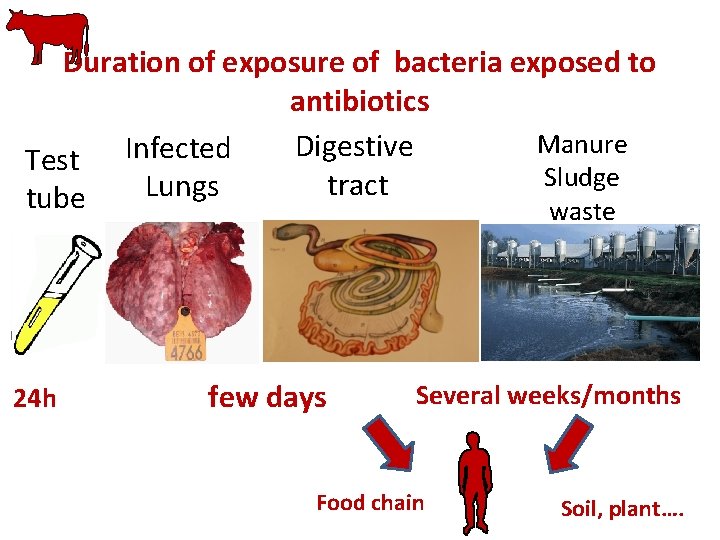 Duration of exposure of bacteria exposed to antibiotics Manure Digestive Infected Test Sludge tract
