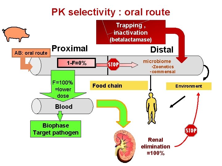 PK selectivity : oral route Trapping , inactivation (betalactamase) AB: oral route Proximal Distal