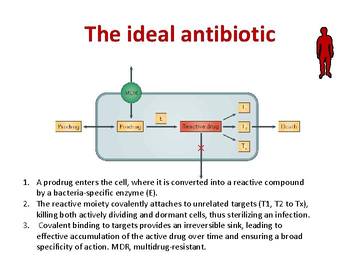 The ideal antibiotic 1. A prodrug enters the cell, where it is converted into