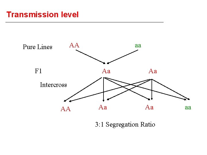 Transmission level AA Pure Lines F 1 aa Aa Aa Intercross AA Aa Aa