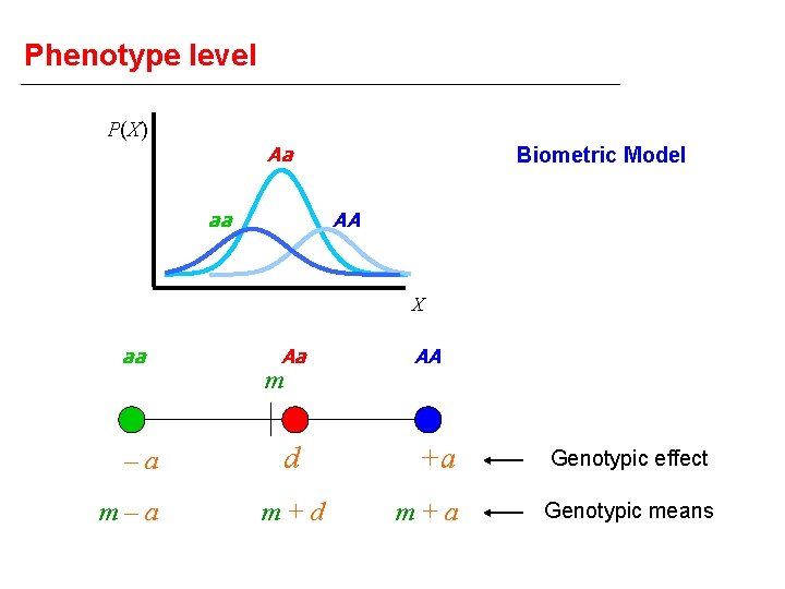 Phenotype level P(X) Aa aa Biometric Model AA X aa –a m–a Aa AA