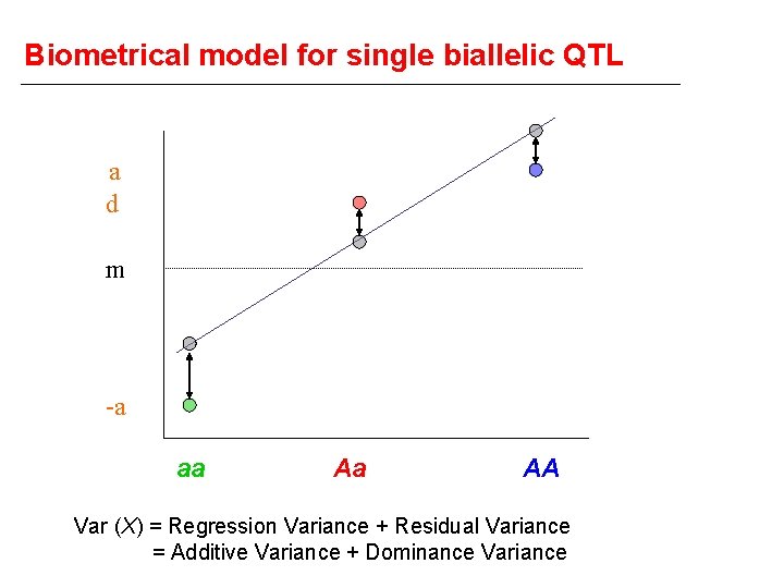 Biometrical model for single biallelic QTL a d m -a aa Aa AA Var