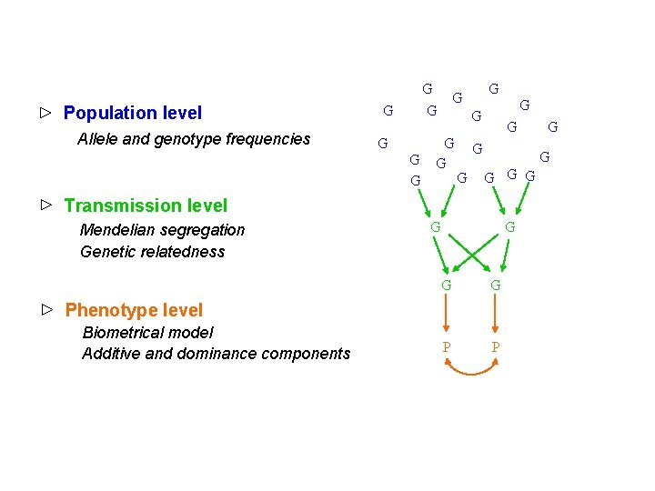 Population level Allele and genotype frequencies G G G G G Transmission level Mendelian