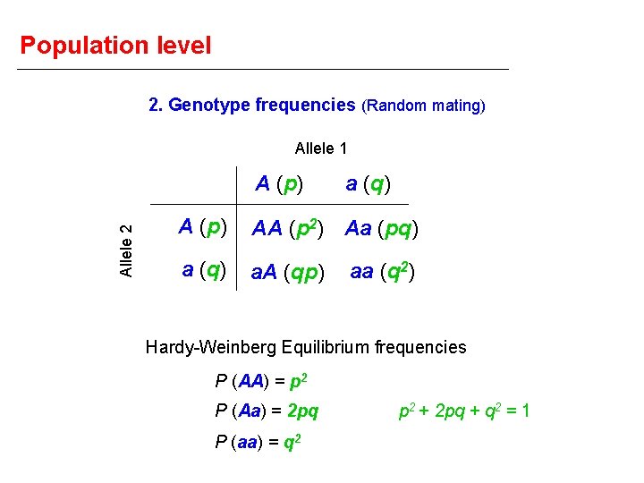 Population level 2. Genotype frequencies (Random mating) Allele 1 Allele 2 A (p) a