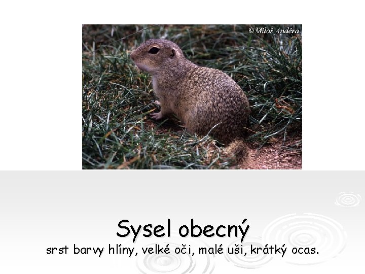 Sysel obecný srst barvy hlíny, velké oči, malé uši, krátký ocas. 