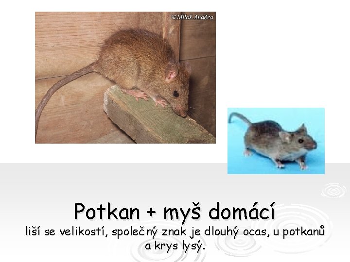 Potkan + myš domácí liší se velikostí, společný znak je dlouhý ocas, u potkanů