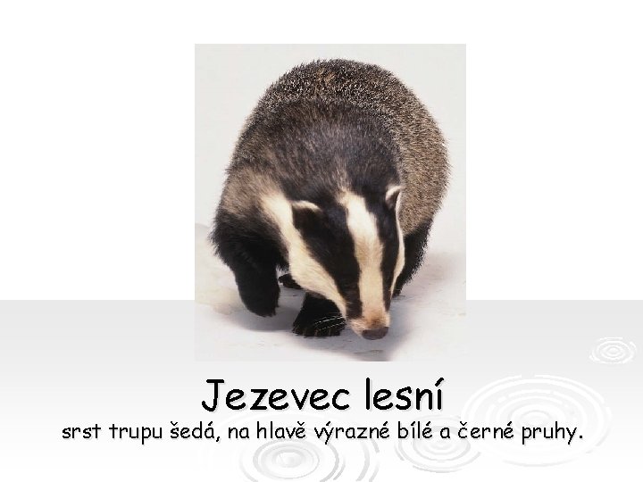 Jezevec lesní srst trupu šedá, na hlavě výrazné bílé a černé pruhy. 