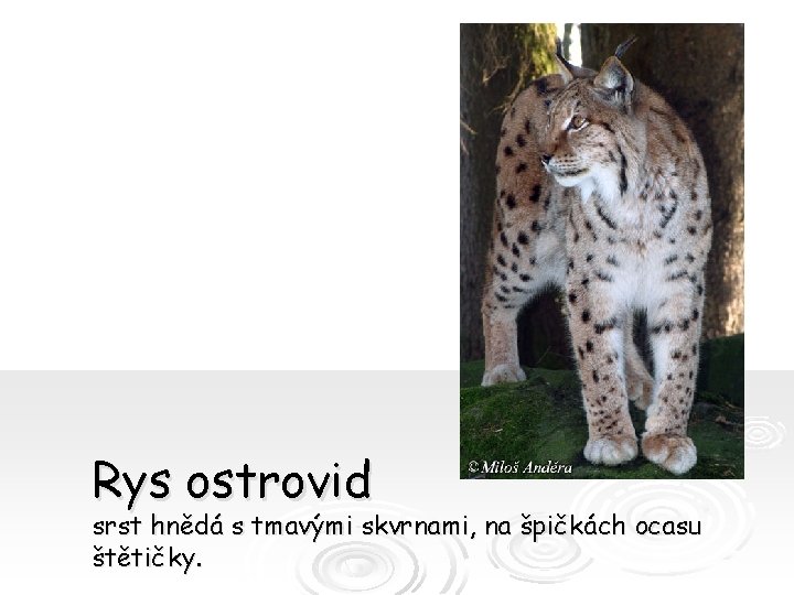 Rys ostrovid srst hnědá s tmavými skvrnami, na špičkách ocasu štětičky. 