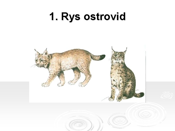 1. Rys ostrovid 