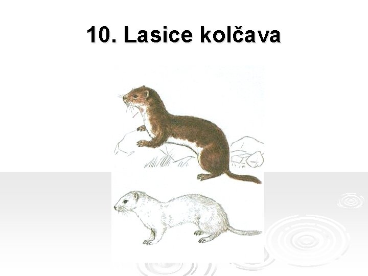 10. Lasice kolčava 