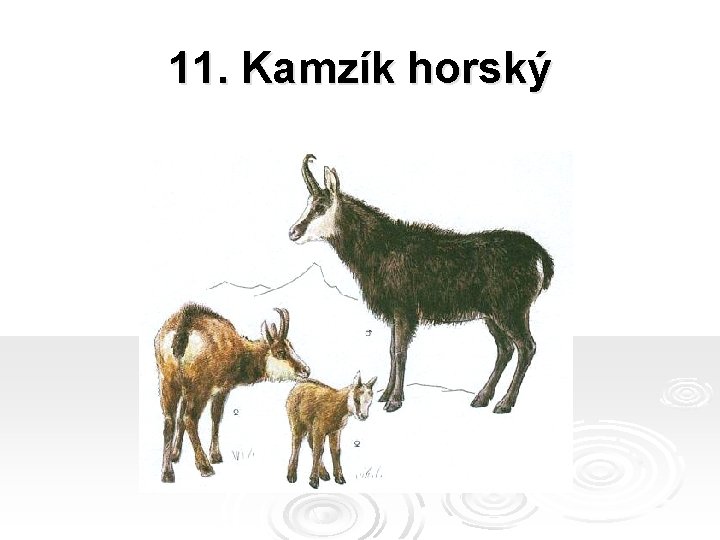 11. Kamzík horský 