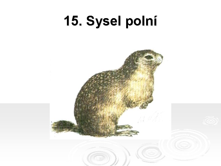 15. Sysel polní 