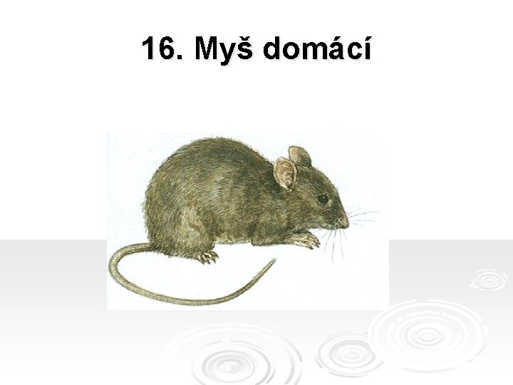 16. Myš domácí 