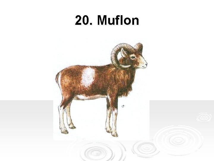 20. Muflon 