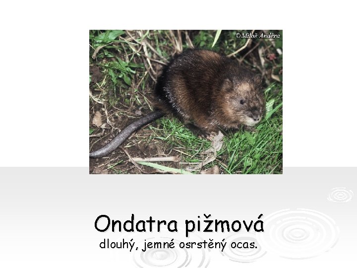 Ondatra pižmová dlouhý, jemné osrstěný ocas. 