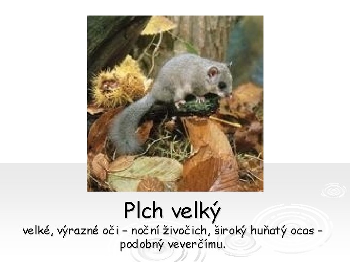 Plch velký velké, výrazné oči – noční živočich, široký huňatý ocas – podobný veverčímu.