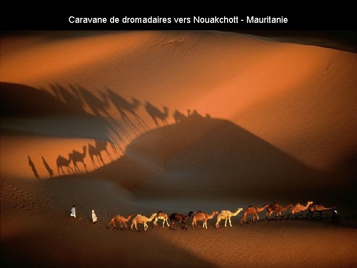 Caravane de dromadaires vers Nouakchott - Mauritanie 