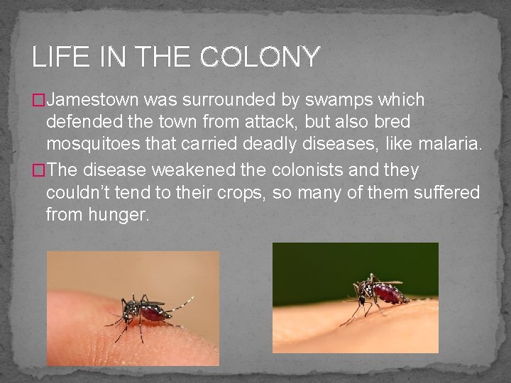 LIFE IN THE COLONY �Jamestown was surrounded by swamps which defended the town from