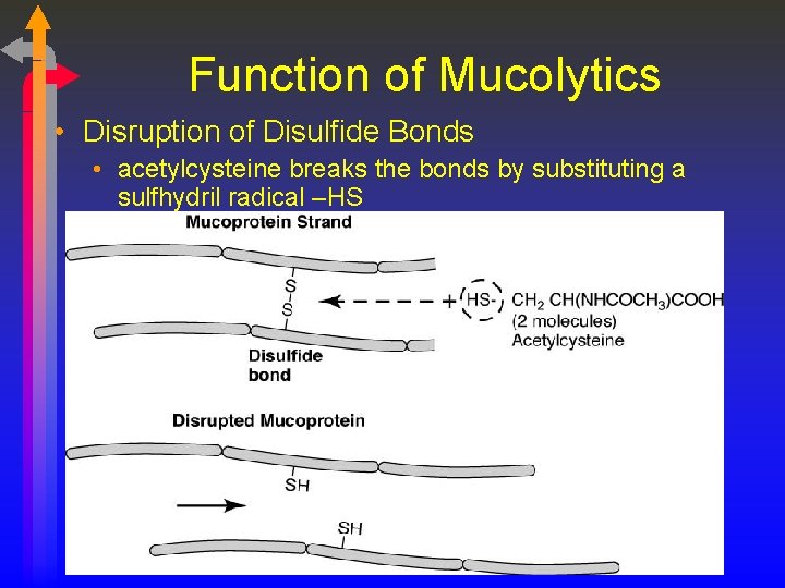 Function of Mucolytics • Disruption of Disulfide Bonds • acetylcysteine breaks the bonds by
