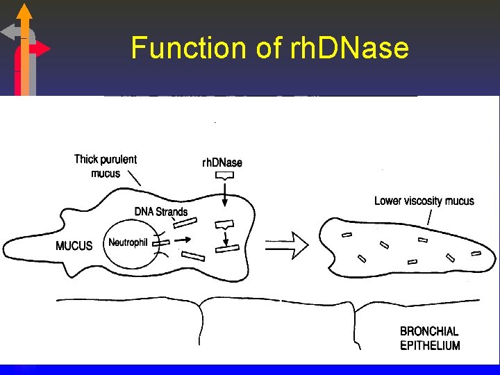 Function of rh. DNase 