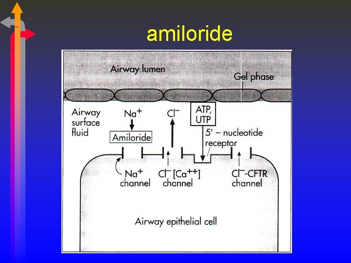 amiloride 