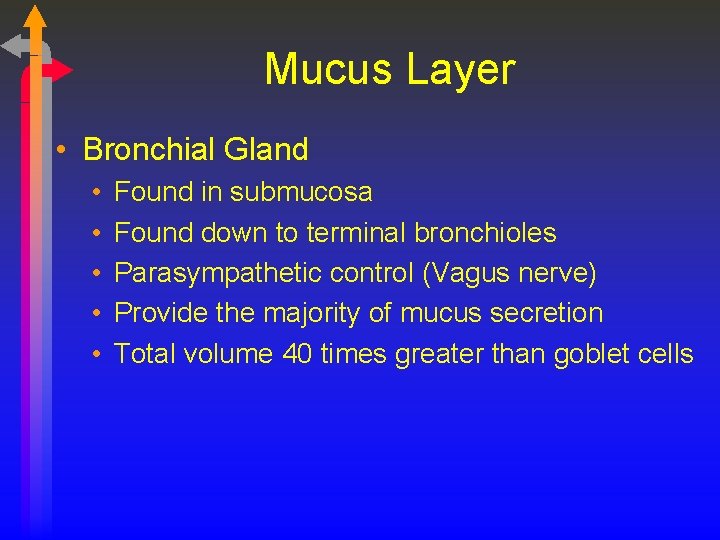 Mucus Layer • Bronchial Gland • • • Found in submucosa Found down to